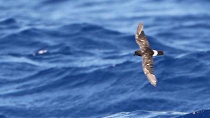 Fırtınakırlangıcı