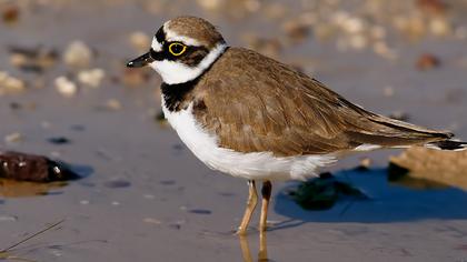 Halkalı küçük cılıbıt