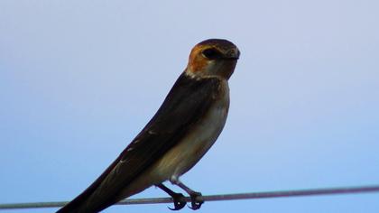 Kızıl kırlangıç