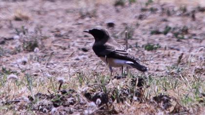 Karakulaklı kuyrukkakan