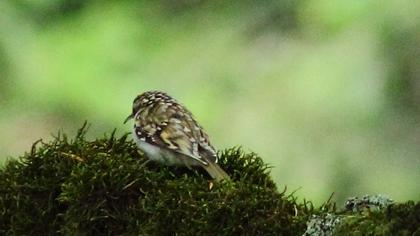 Orman tırmaşıkkuşu