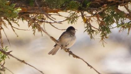 Akyanaklı baştankara
