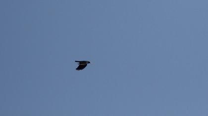 Sarıgagalı dağ kargası