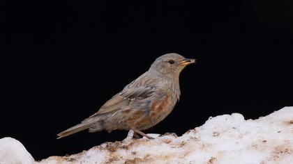 Büyük dağbülbülü