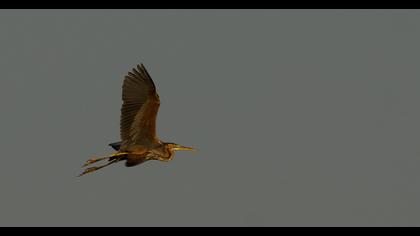 Erguvani balıkçıl