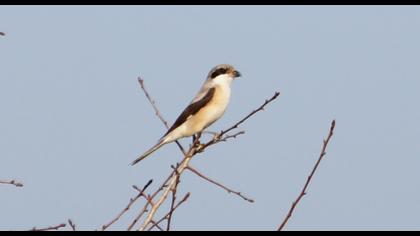 Karaalınlı örümcekkuşu