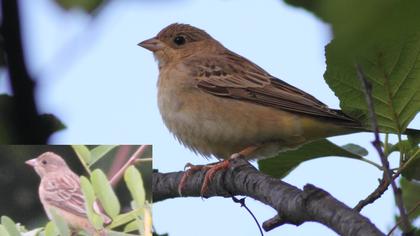 Karabaşlı kirazkuşu