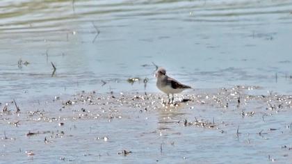 Sarıbacaklı kumkuşu