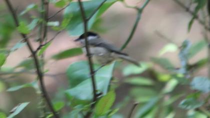 Kayın baştankarası