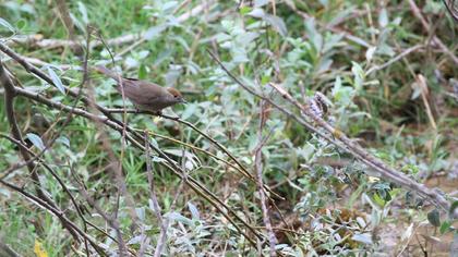 Karabaşlı ötleğen