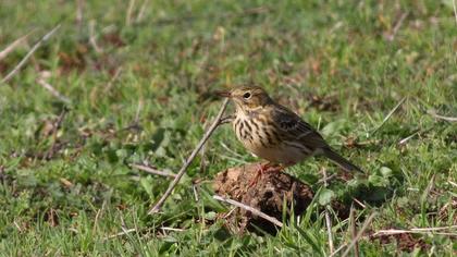 Kızılgerdanlı incirkuşu