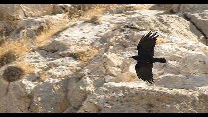 Kırmızıgagalı dağ kargası