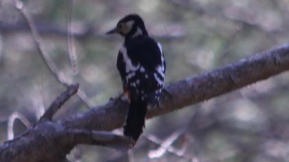 Orman alaca ağaçkakanı
