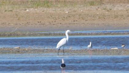Küçük ak balıkçıl