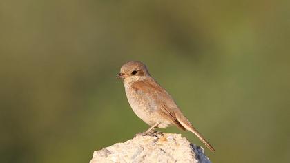 Kızılsırtlı örümcekkuşu