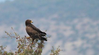 Küçük orman kartalı