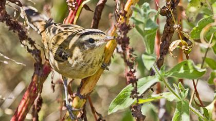 Kındıra kamışçını
