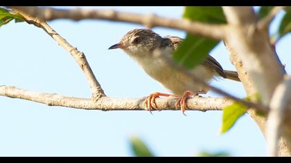 Dikkuyruklu ötleğen