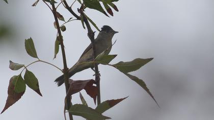 Karabaşlı ötleğen