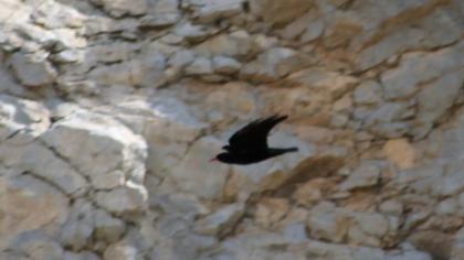 Kırmızıgagalı dağ kargası