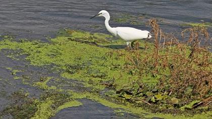 Küçük ak balıkçıl