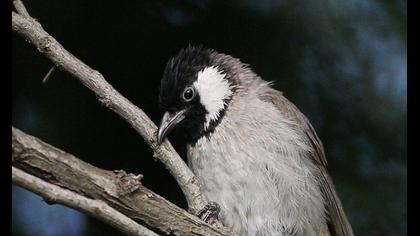 Akyanaklı arapbülbülü