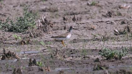 Terek düdükçünü