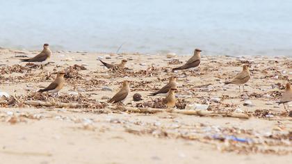Bataklıkkırlangıcı