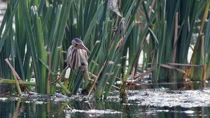 Little Bittern