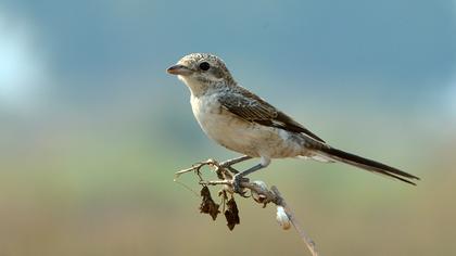 Maskeli örümcekkuşu