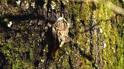 Short-toed Treecreeper