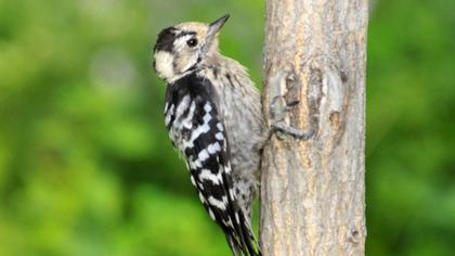 Küçük ağaçkakan