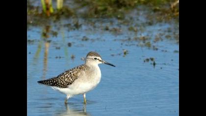 Orman düdükçünü