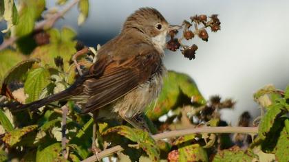 Akgerdanlı ötleğen