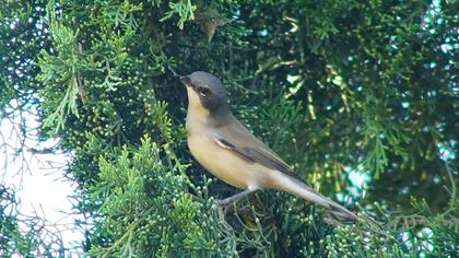 Küçük akgerdanlı ötleğen