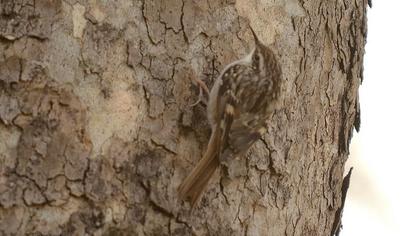 Bahçe tırmaşıkkuşu