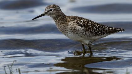 Orman düdükçünü