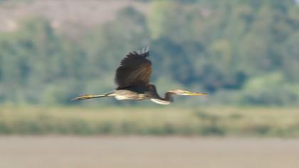 Erguvani balıkçıl