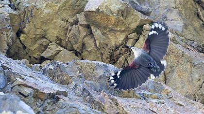 Duvar tırmaşıkkuşu