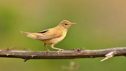Çalı kamışçını