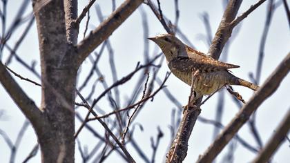Eurasian Wryneck