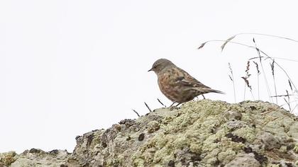 Büyük dağbülbülü