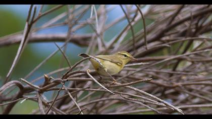 Willow Warbler