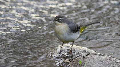 Dağ kuyruksallayanı