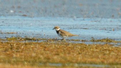Halkalı küçük cılıbıt