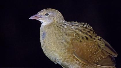 Bıldırcınkılavuzu