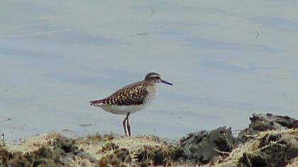 Orman düdükçünü