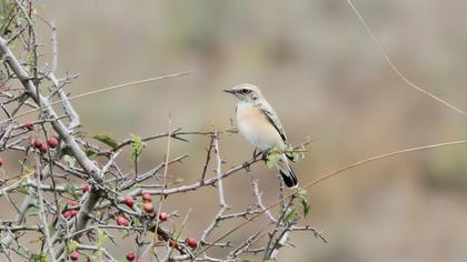 Karakulaklı kuyrukkakan