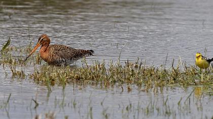 Sarıbaşlı kuyruksallayan