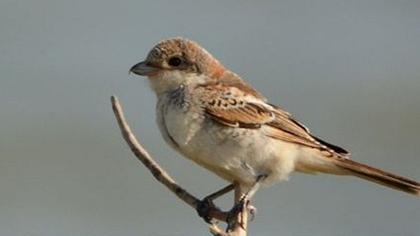 Kızılbaşlı örümcekkuşu